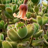 Cotyledon tomentosa